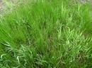 گندمی آبزی